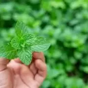 Menta bajo la almohada: el truco natural para un sue�o profundo y antiestr�s