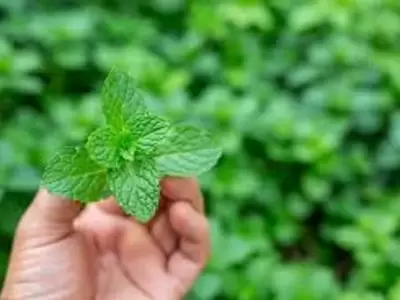 Menta