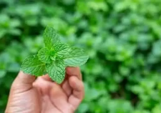 Menta