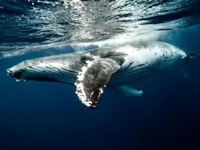 Pasaron 100 a�os desde el �ltimo encuentro con ballenas Sei en Argentina.
