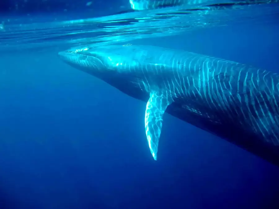 Toda la informaci�n de esta especie estar� en el documental "Sei, la ballena desconocida"