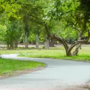 �rboles de Mendoza en retirada: la amenaza de la sequ�a y el descuido del patrimonio en calles y parques