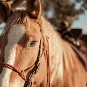El detalle que nadie ve: cómo los caballos pueden sanar percibiendo tu "incoherencia" interior