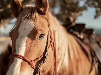 La instructora de terapia ecuestre asegura que los caballos ayudan a vivir el "aqu� y ahora".