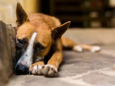 Laura Balsells Mir� explic� que su iniciativa busca un cambio de paradigma para que los animales sean sujetos de derecho.