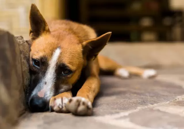Laura Balsells Mir� explic� que su iniciativa busca un cambio de paradigma para que los animales sean sujetos de derecho.