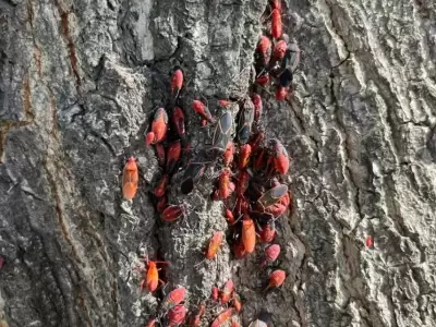 Este insecto, que se adapt� a la regi�n en los �ltimos a�os, no da�a la salud ni los �rboles, pero s� puede transformarse en un visitante inc�modo.