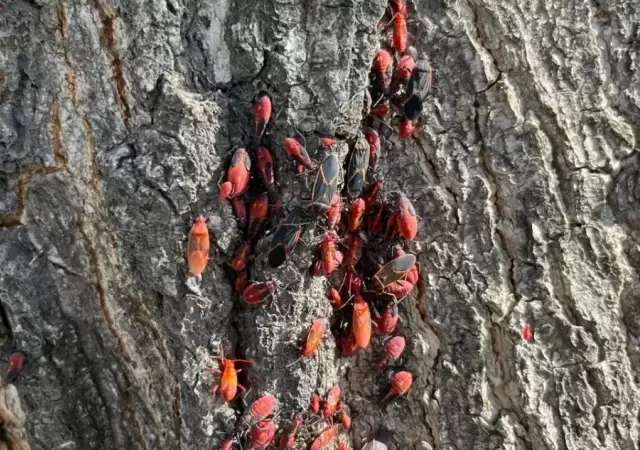 Este insecto, que se adapt� a la regi�n en los �ltimos a�os, no da�a la salud ni los �rboles, pero s� puede transformarse en un visitante inc�modo.
