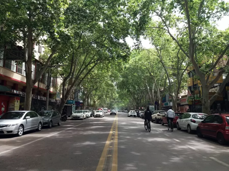 La arboleda de Mendoza es elogiada en todo elpa�s