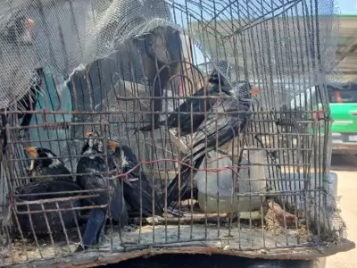 En Lavalle se descubri� que la camioneta transportaba 18 aves de fauna aut�ctona de manera ilegal.