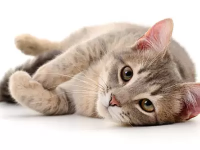 Gato.