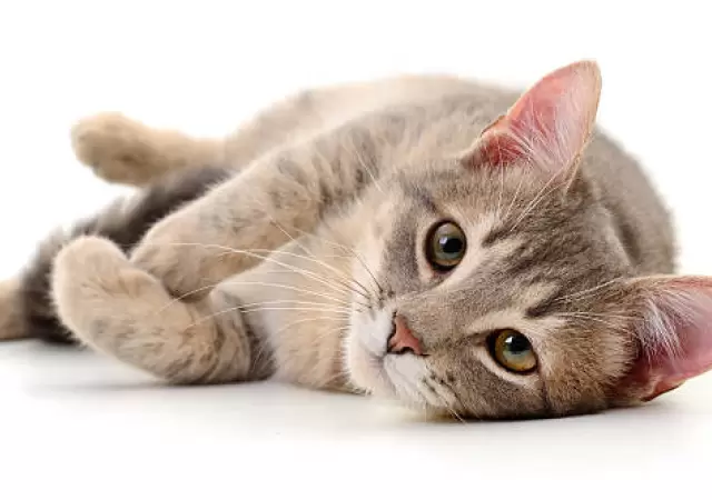 Gato.