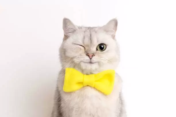 Gato.