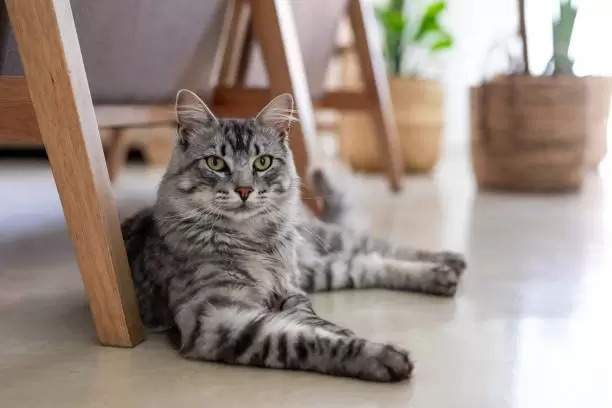 Gato.