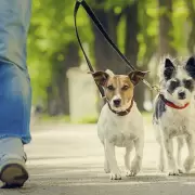 Cambio climático y urbanidad: ¿cómo afecta a los animales de compañía?