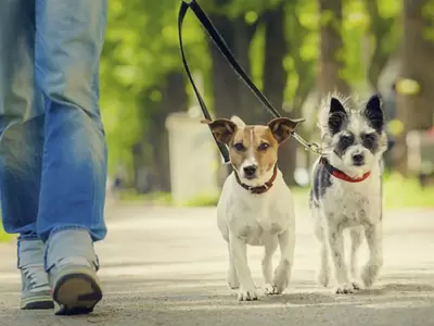Los animales ocupan un lugar cada vez m�s importante en las familias, lo que impulsa a los tutores a buscar la mejor calidad de vida para ellos.