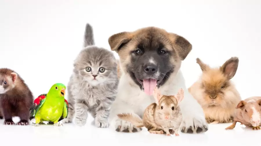 Los cambios bruscos de temperatura repercuten en los animales, aumentando el riesgo de contraer enfermedades.