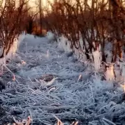 Heladas tard�as ponen en jaque a productores de Mendoza