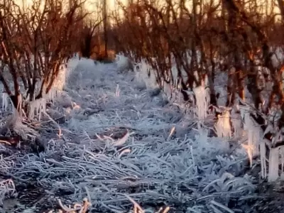 El ingreso el domingo de un frente fr�o polar trajo uno de los peores temores del agro mendocino: las heladas tard�as.