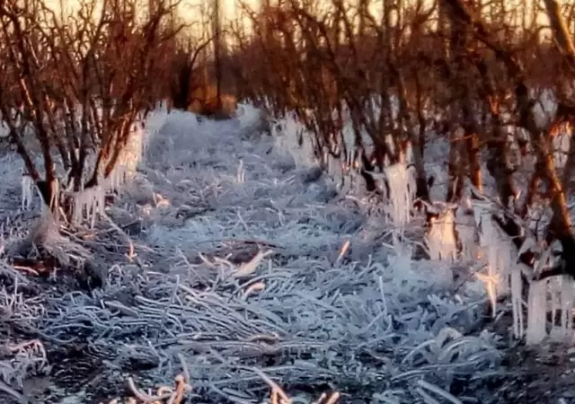 El ingreso el domingo de un frente fr�o polar trajo uno de los peores temores del agro mendocino: las heladas tard�as.