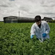 La UNCuyo lanz� un diplomado sobre el cultivo de cannabis medicinal