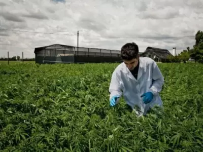 La formaci�n se enfoca estrictamente en el cannabis medicinal y no en el c��amo industrial.