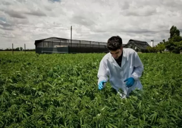 La formaci�n se enfoca estrictamente en el cannabis medicinal y no en el c��amo industrial.