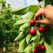 Planes sociales y trabajo golondrina: productores en alerta por la cosecha y la falta de registro