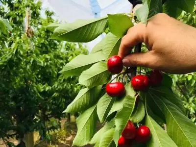 Cosecha de cerezas