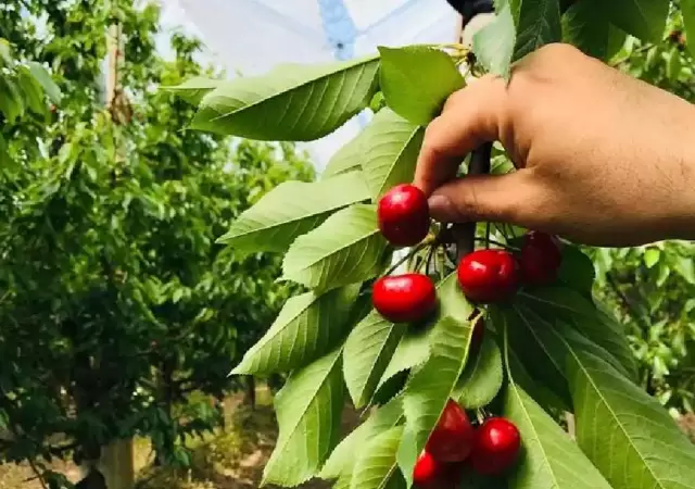 Cosecha de cerezas