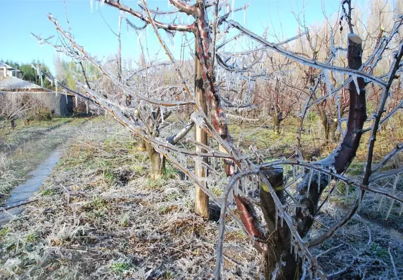 Las heladas tard�as afectan a los cultivos de hoja caduca, como la vid, justo cuando est�n iniciando su actividad biol�gica con �rganos vulnerables.