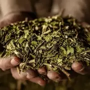 Del mate a la energ�a: desarrollan un bioaceite a partir de yerba usada