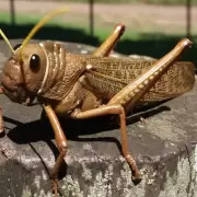 Patagonia en alerta: emergencia por la 'tucura sapo', el bicho can�bal que devora pastizales