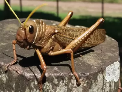 Tucura sapo.