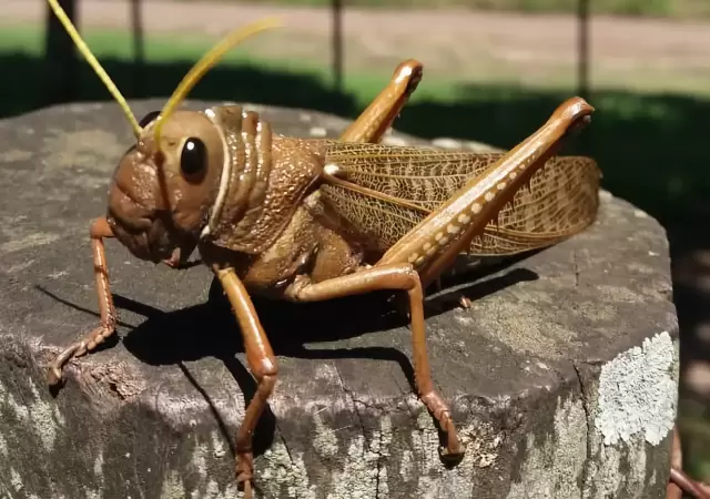 Tucura sapo.