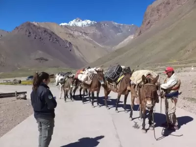 La nueva propuesta es que el control de las mulas se realice antes del ingreso al parque, ya que hacerlo en la puerta generaba complicaciones.