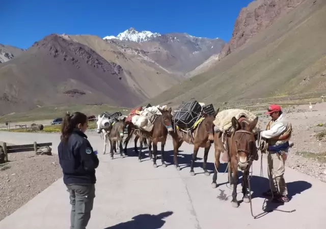 La nueva propuesta es que el control de las mulas se realice antes del ingreso al parque, ya que hacerlo en la puerta generaba complicaciones.