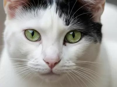 Es importante estar alerta a cualquier cambio en la mirada de los gatos y llevarlos al veterinario de inmediato