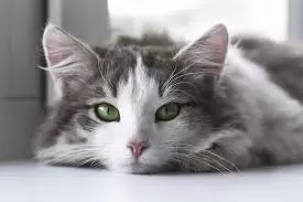 La salud ocular de los felinos es fundamental para su bienestar general y la prolongación de su vida.