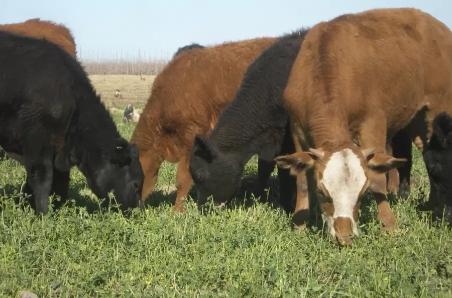 Crianza a campo abierto con pasturas naturales