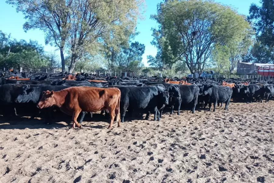 Ganadera en zonas ridas