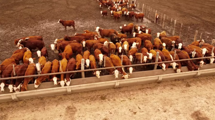 Alimentacin en feedlot
