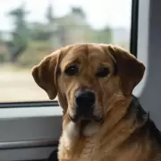 Un perro que se perdi en la montaa y regres a su casa solo, viajando una hora en tren