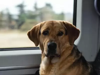 Un perro logr regresar en tren a su hogar.