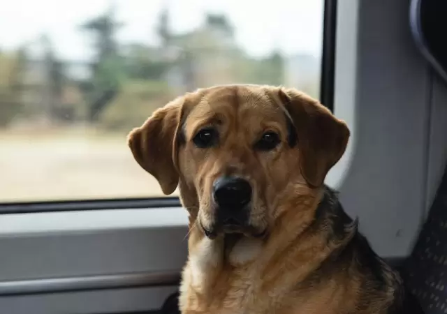 Un perro logr regresar en tren a su hogar.