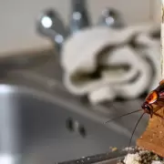�Cucarachas invaden tu casa? Secretos simples para deshacerte de ellas para siempre