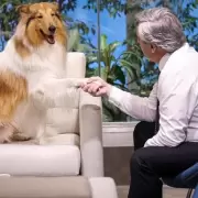 Alberto Fern�ndez despidi� a su perro Dylan con un mensaje cargado de emoci�n