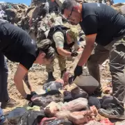 Carne en mal estado: decomisaron 200 kilos en un sorpresivo operativo en Las Heras