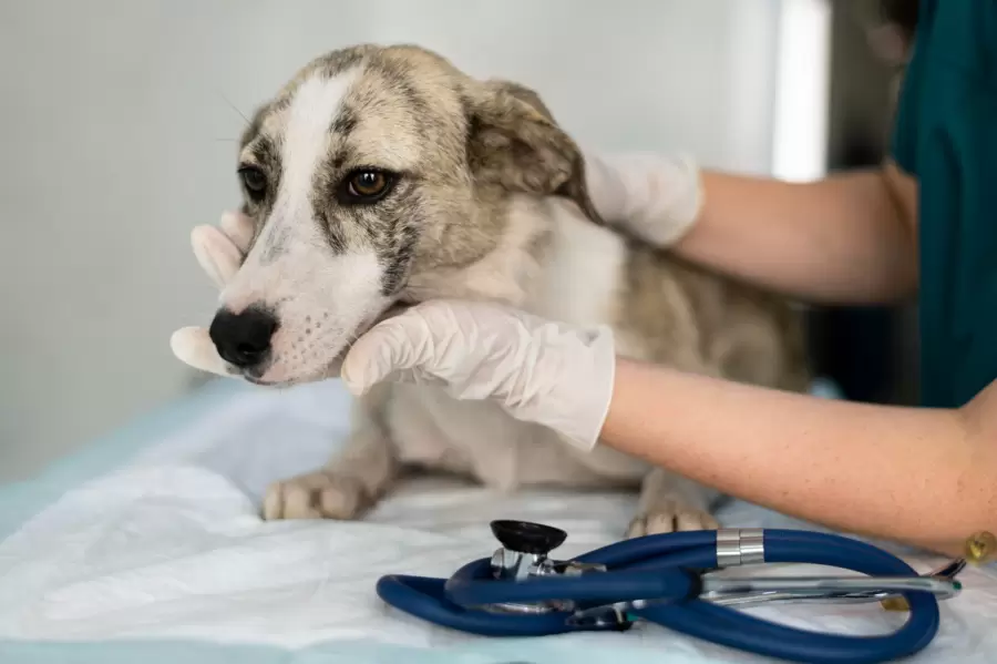 Veterinario