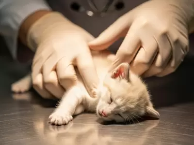 Veterinaria